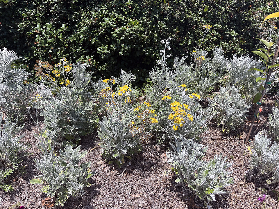 Dusty in bloom_DamonAbdi.jpg thumbnail
